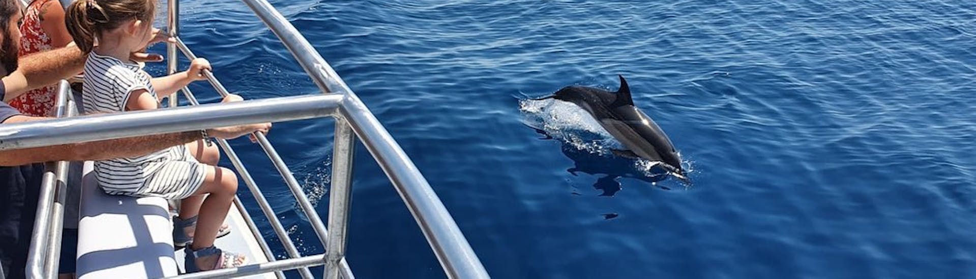 A dolphin close to the catamaran during the Catamaran Trip with dolphin watching from Lagos.