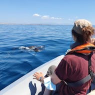 Ein Delphin in der Nähe des Schnellbootes während der Bootstour mit Delfinbeobachtung in Lagos mit Days of Adventure Algarve.