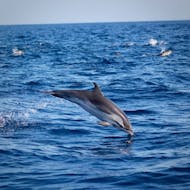 Dolphin that goes back in the water after a jump during the Boat Trip from Sagres with Dolphin Watching from Cape Cruiser Sagres.