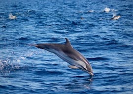 Gita in barca a Sagres  e osservazione della fauna selvatica con Cape Cruiser Sagres.