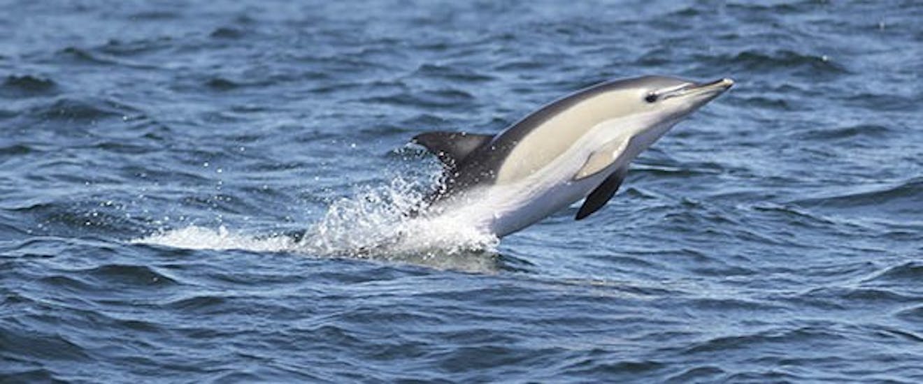 A dolphin jumping out of the water during the Boat Trip from Sagres with Dolphin Watching from Cave Cruises Sagres.