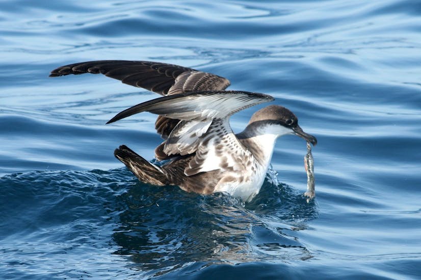 A bird with a fish in his mouth during the RIB Boat Trip from Sagres with Bird Watching from Cape Cruiser Sagres.
