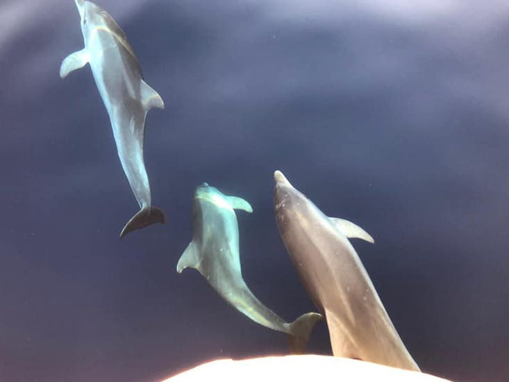 Three dolphins swim very close to the boat while the Sunset Boat Trip to Brijuni National Park with Dinner & Dolphin Watching organized by Excursions Ulika Pula - Alfio.