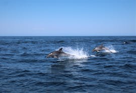 Two dolphins jumping out of the water during the Boat Trip in Salema with Dolphin Watching from Salema Tours.
