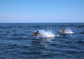Twee dolfijnen die uit het water springen tijdens de Boottocht in Salema met Dolfijnen Kijken met Salema Tours.