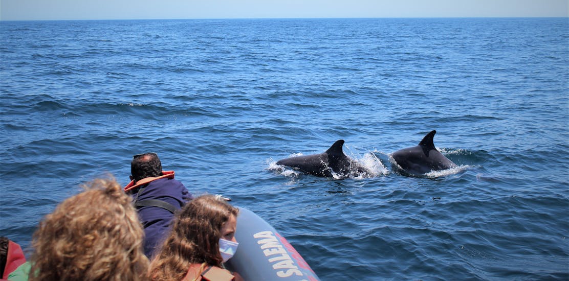 Twee dolfijnen die rond de boten zwemmen tijdens de Boottocht in Salema met Dolfijnen Kijken van Salema Tours.