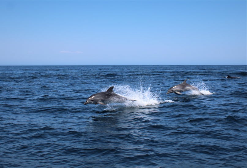 Two dolphins jumping out of the water during the Boat Trip to Benagil Cave with Dolphin Watching from Salema Tours.