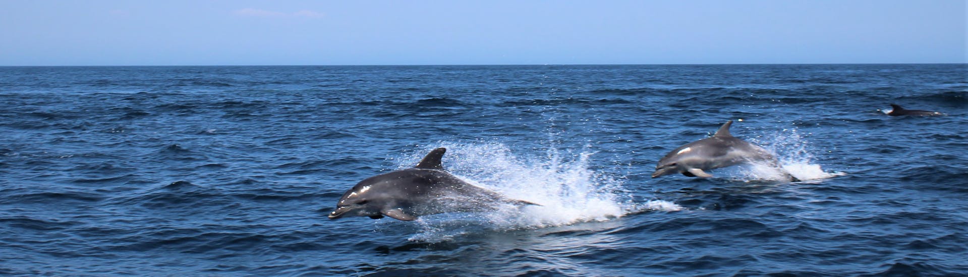 Twee dolfijnen die uit het water springen tijdens de Boottocht naar Benagil Grot met Dolfijnen Kijken van Salema Tours.