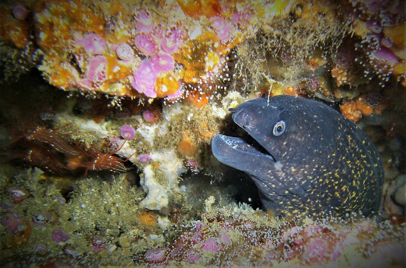Underwater image of a moray eel spotted during a PADI Scuba Diver Course in Albufeira from Indigo Divers Albufeira.
