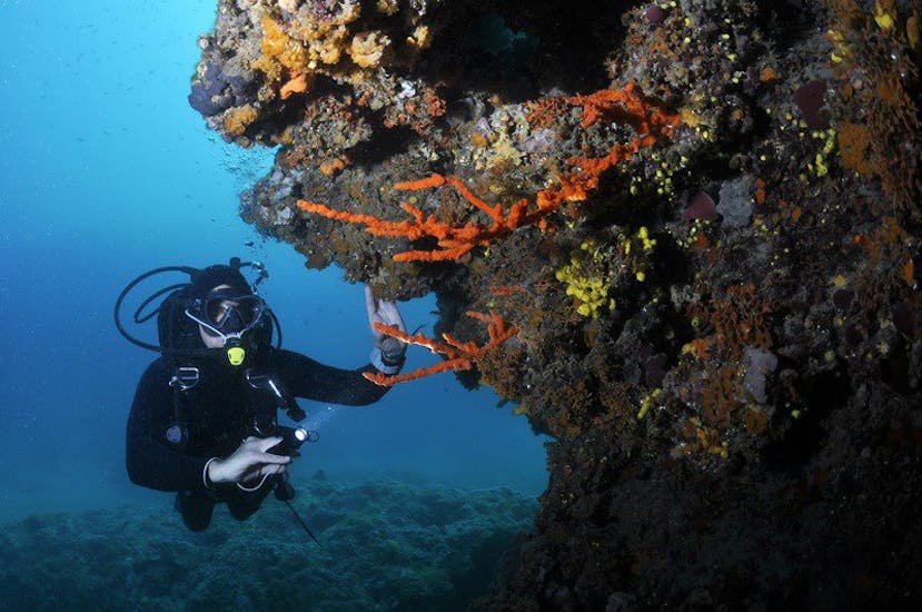 Ein Taucher erkundet ein buntes Korallenriff während dem Schnuppertauchen in Banjole für Anfänger organisiert von Diving Center Indie.
