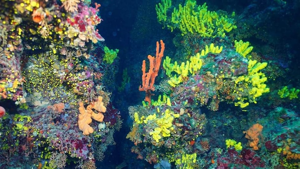 A picture of a colourful reef during the Reef Diving in Banjole for Certified Divers organized by Diving Center Indie.