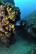 A diver explores a colourful coral reef while doing the Reef Diving in Banjole for Certified Divers organized by Diving Center Indie .