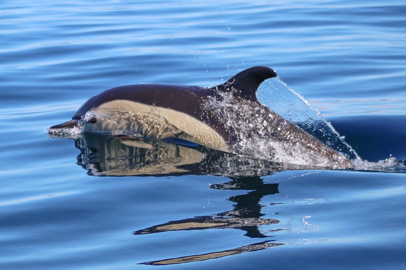 A dolphin coming out of the water during the Private Boat Trip in Salema with Dolphin Watching from Salema Tours.