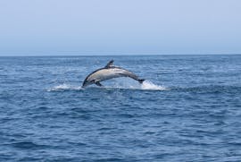 A dolphin jumping out of the water during the Private Boat Trip in Salema with Dolphin Watching from Salema Tours.