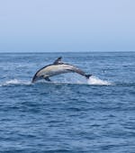 Een dolfijn die uit het water springt tijdens de Privéboottocht in Salema met dolfijnen kijken met Salema Tours.