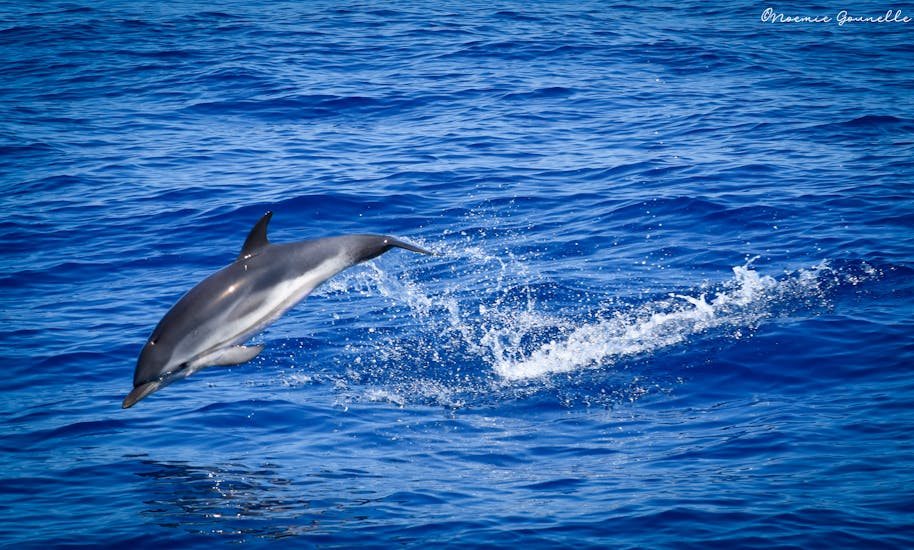 Imagen de un delfín en el mar durante unPaseo en barco desde Saint-Cyr-Sur-Mer con avistamiento de ballenas y delfines.