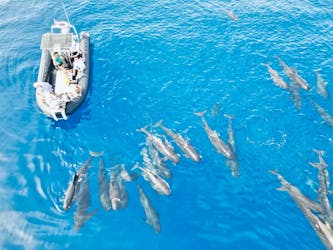 Une photo d'un bateau sur la mer entouré de dauphins durant la Balade en bateau au départ de Saint Cyr Sur Mer avec observation des baleines & dauphins avec Cap Sud Horizon Saint-Cyr-sur-Mer.