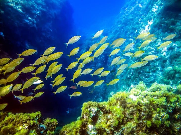 A group of yellow fish during the Trial Scuba Diving in Halkidiki for Beginners from Triton Scuba Club Halkidiki.