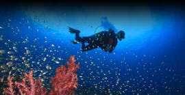 A person diving with fish around him during the Guided Shore Dives in Halkidiki for Certified Divers from Triton Scuba Club Halkidiki.