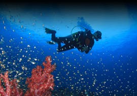 Plongée d'exploration pour Plongeurs certifiés avec Triton Scuba Club Halkidiki.