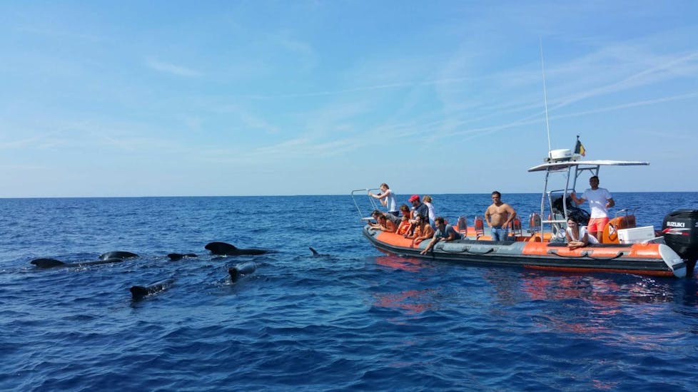 Una foto de un barco con varios pasajeros rodeados de mamíferos marinos durante uno Paseo en barco desde Sanary-sur-mer con avistamiento de ballenas y delfines.