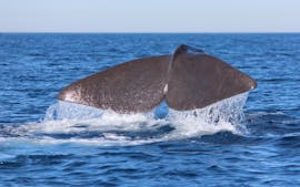 A picture of a whale in the sea during the Boat Trip from Sanary-Sur-Mer with Whales & Dolphin Watching from Sanary Aventure Marine.