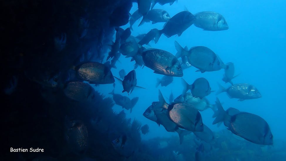 Magnifique poissons aperçus durant la Plongée d'exploration au Cap d'Agde pour Plongeurs certifiés avec Eureka Plongée Cap d'Agde.