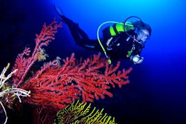 Un hermoso coral y una mujer en el Bautismo de Buceo en la Costa de Montgrí para principiantes con Unisub l'Estartit.