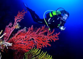 A beautiful coral reef and a woman in the Trial Scuba Diving in the Montgrí Coast for beginners from Unisub l'Estartit.