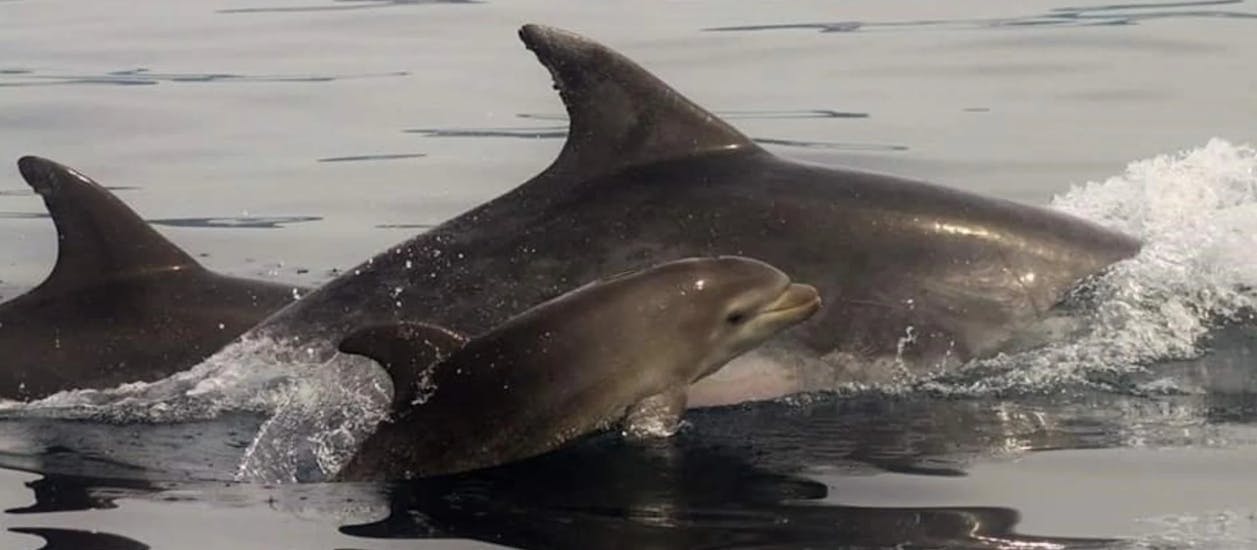Paseo en Barco por el Estuario de Sesimbra con Avistamiento de Delfines.