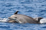 Gita privata in gommone con avvistamento delfini a San Teodoro con soste per nuotare con Insula 360 San Teodoro.