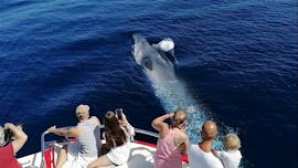 Paseo en barco con avistamiento de ballenas y parada para hacer esnórquel en Gran Canaria con Dolphins Multiacuatic Gran Canaria.
