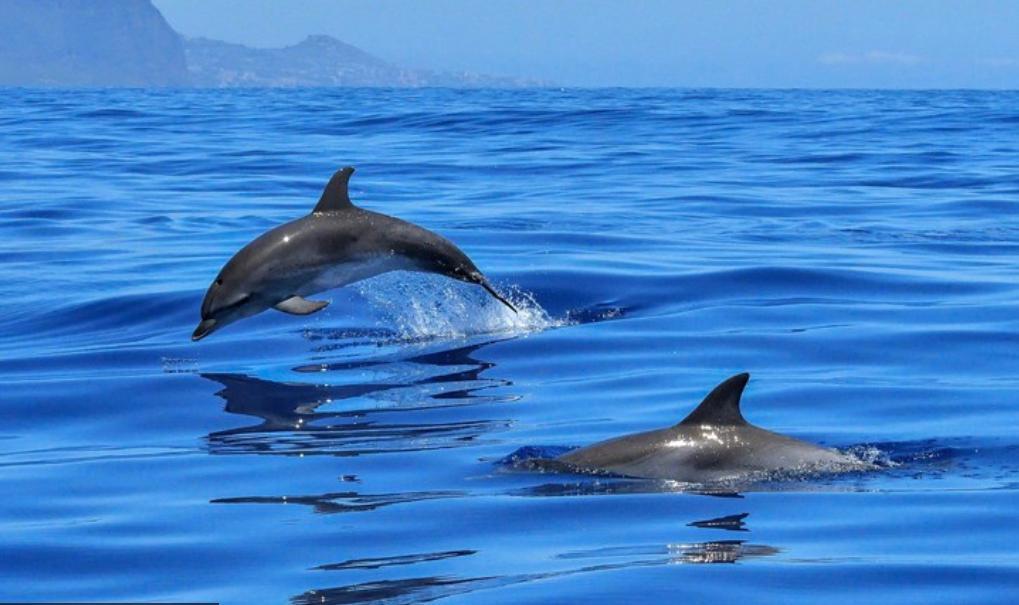 Two dolphins jumping out of the water during a boat trip to the National Park Kornati with lunch with Škver Tours Biograd na Moru.