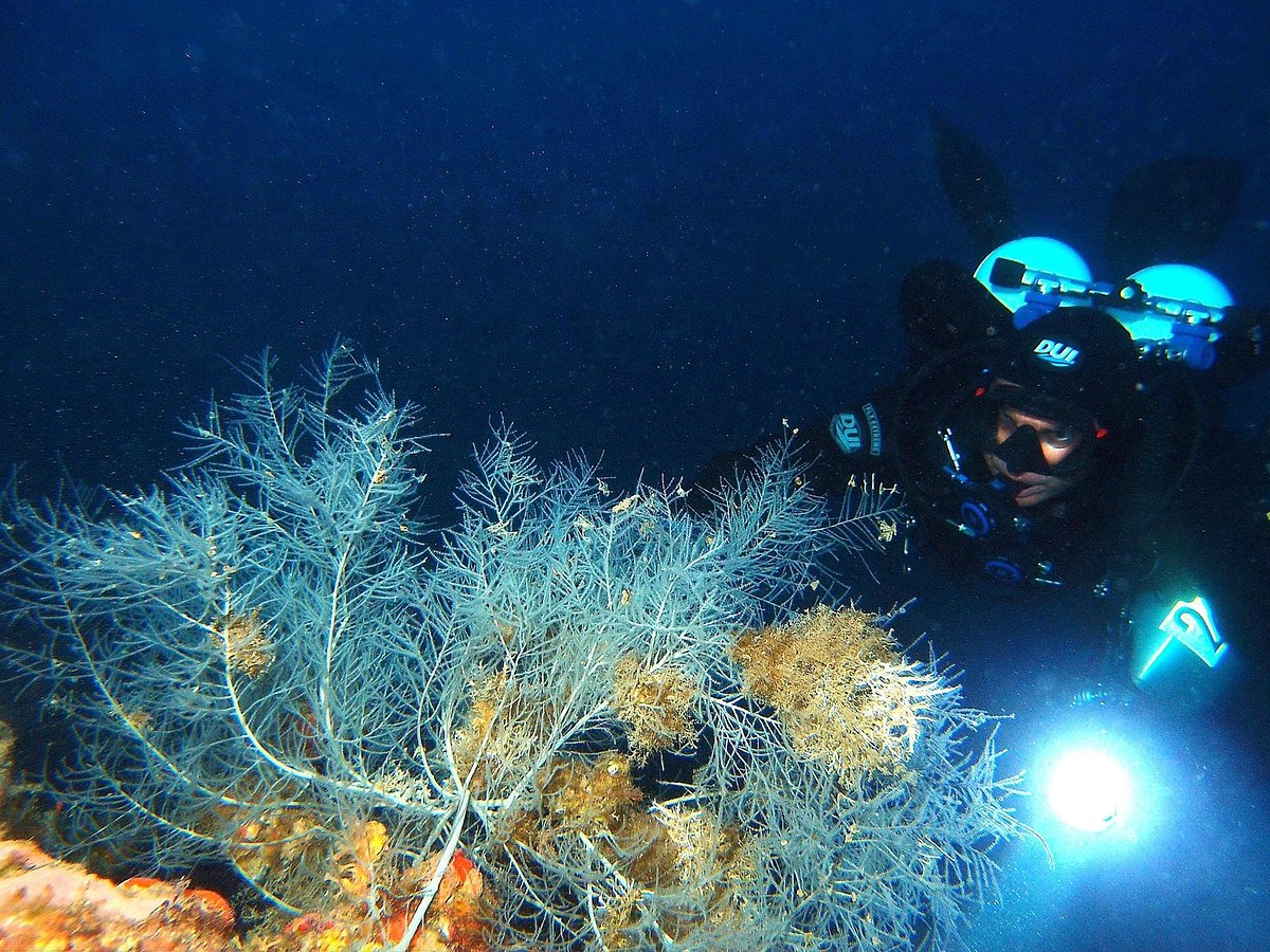 Geführte Tauchgänge (PADI) mit Aquodiving Tremiti.