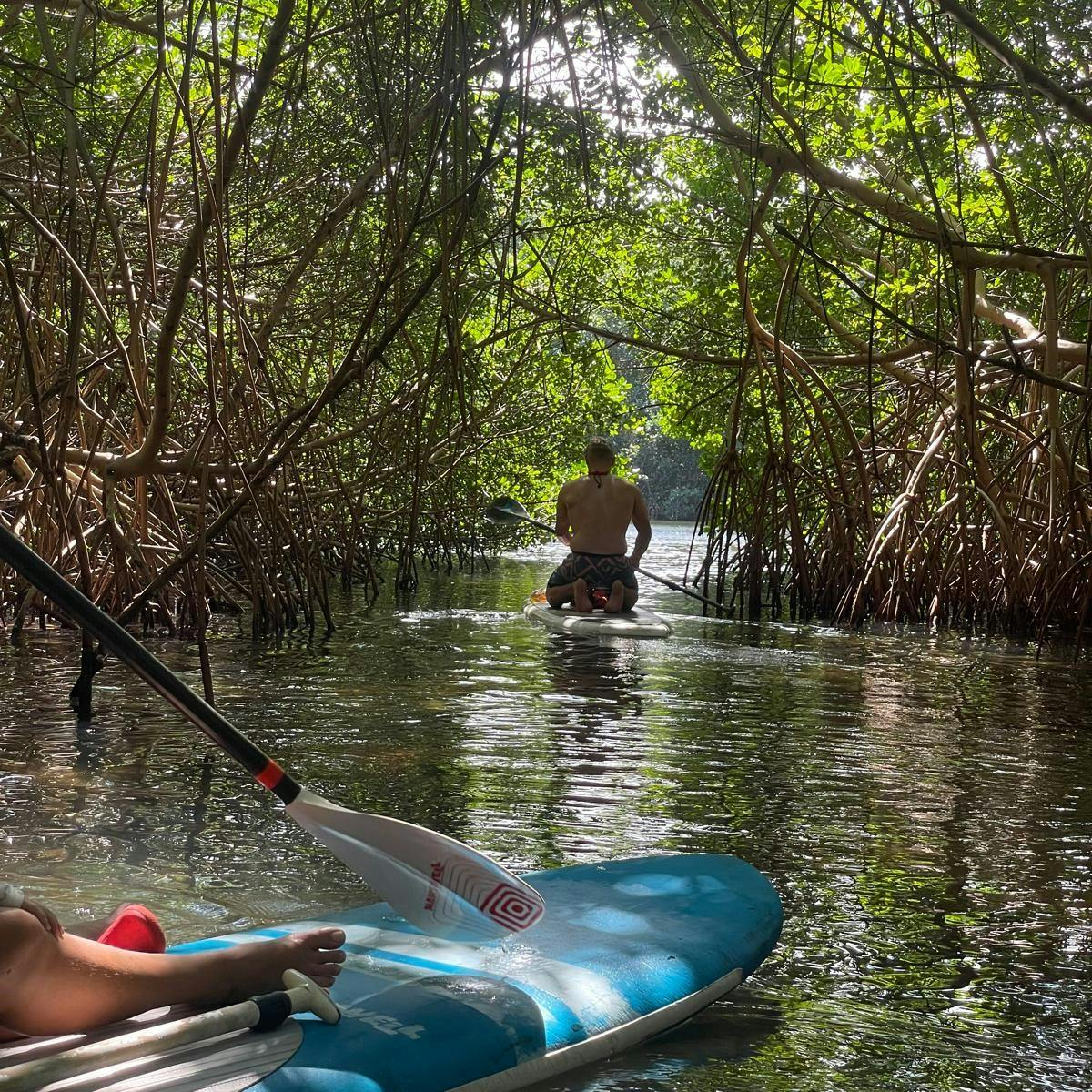 Stand Up Paddle in the Mangrove in Guadeloupe from Passion Surf Guadeloupe.