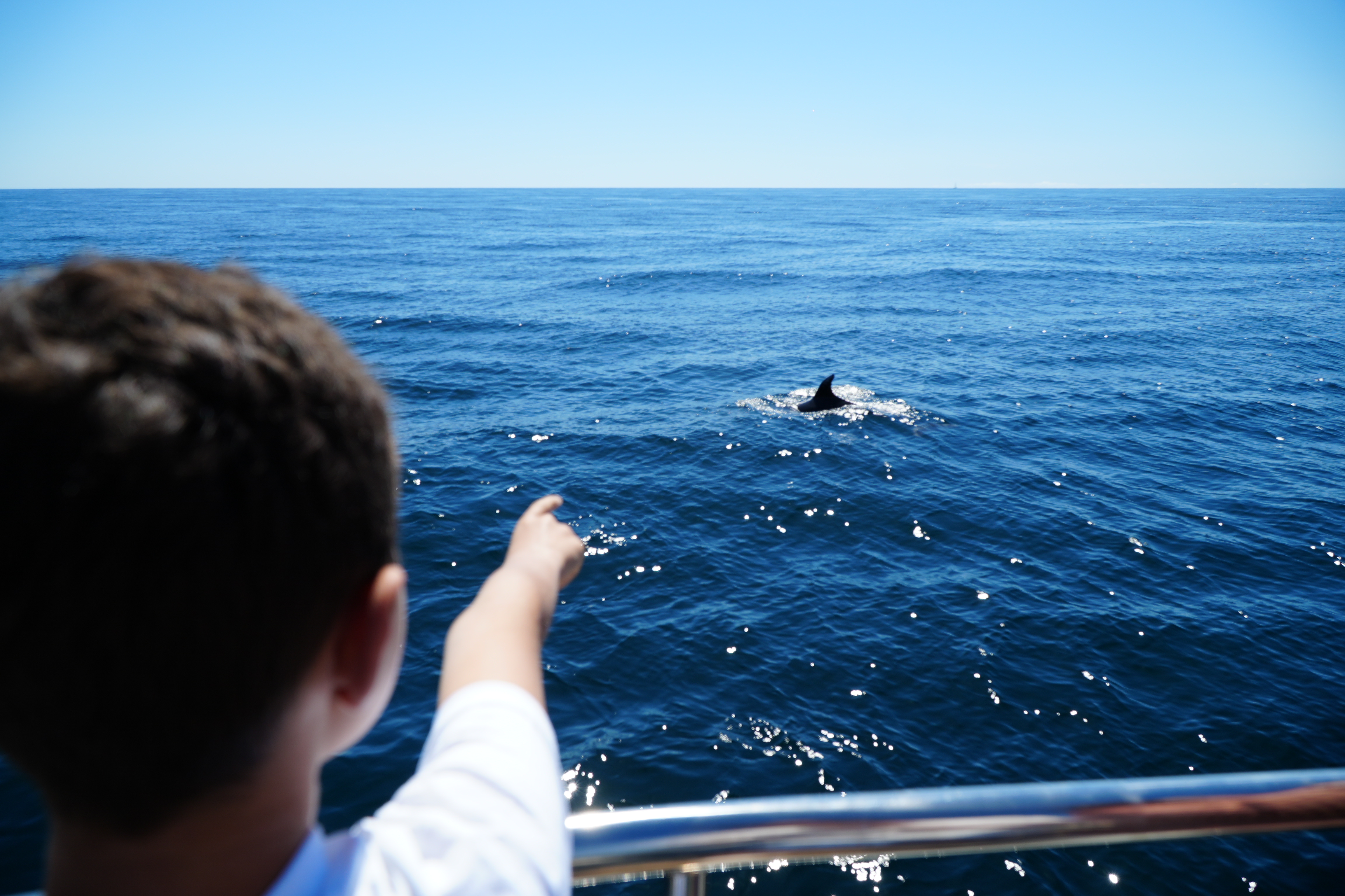 Ein Kind auf einem Boot zeigt auf einen Delfin im offenen Meer während der Vilamoura: Delfine und Höhlen-Meereskreuzfahrt von AlgarExperience.