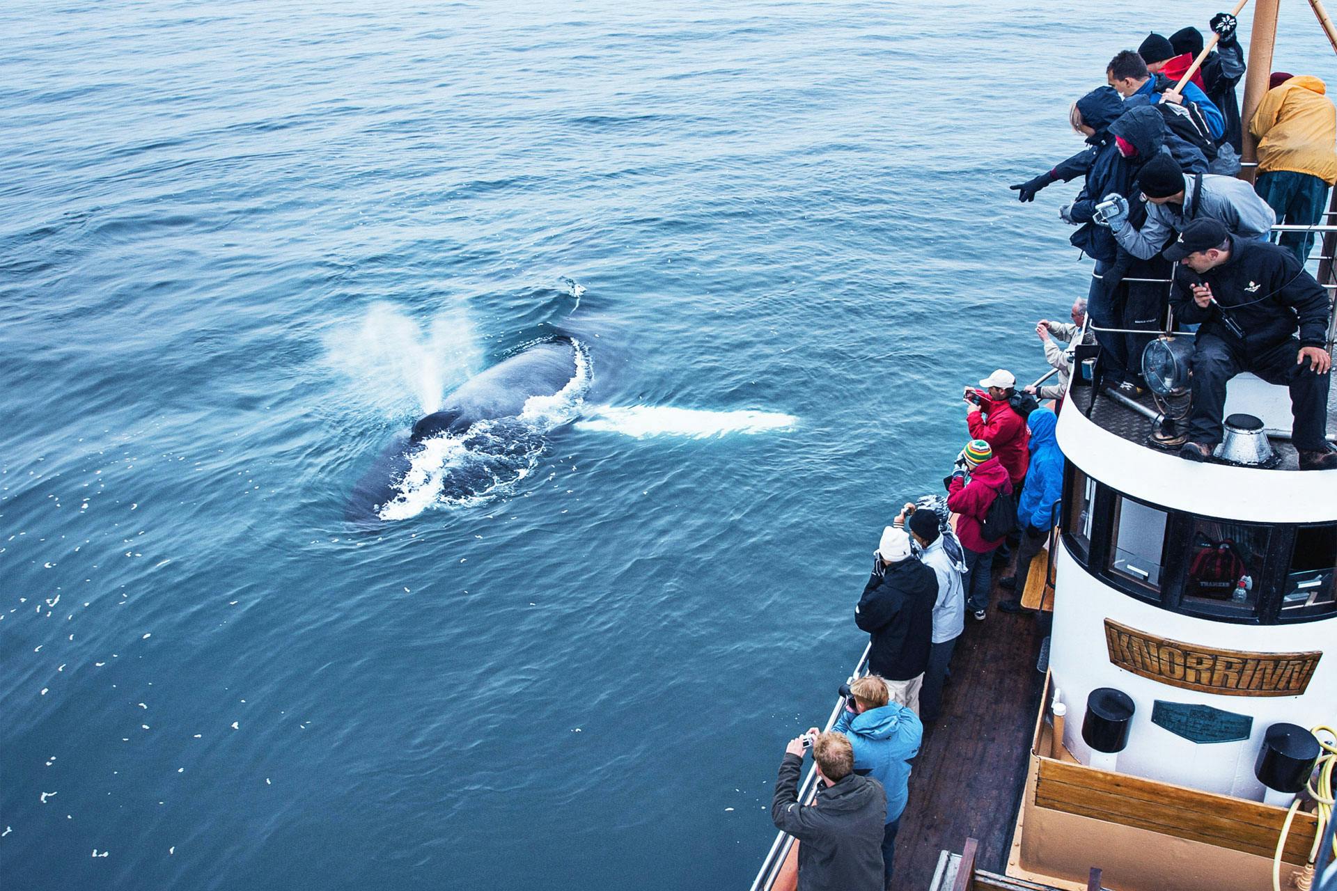 Boat Trip along the Eyjafjörður from Árskógssandur with Whale Watching from Northsailing Húsavík.