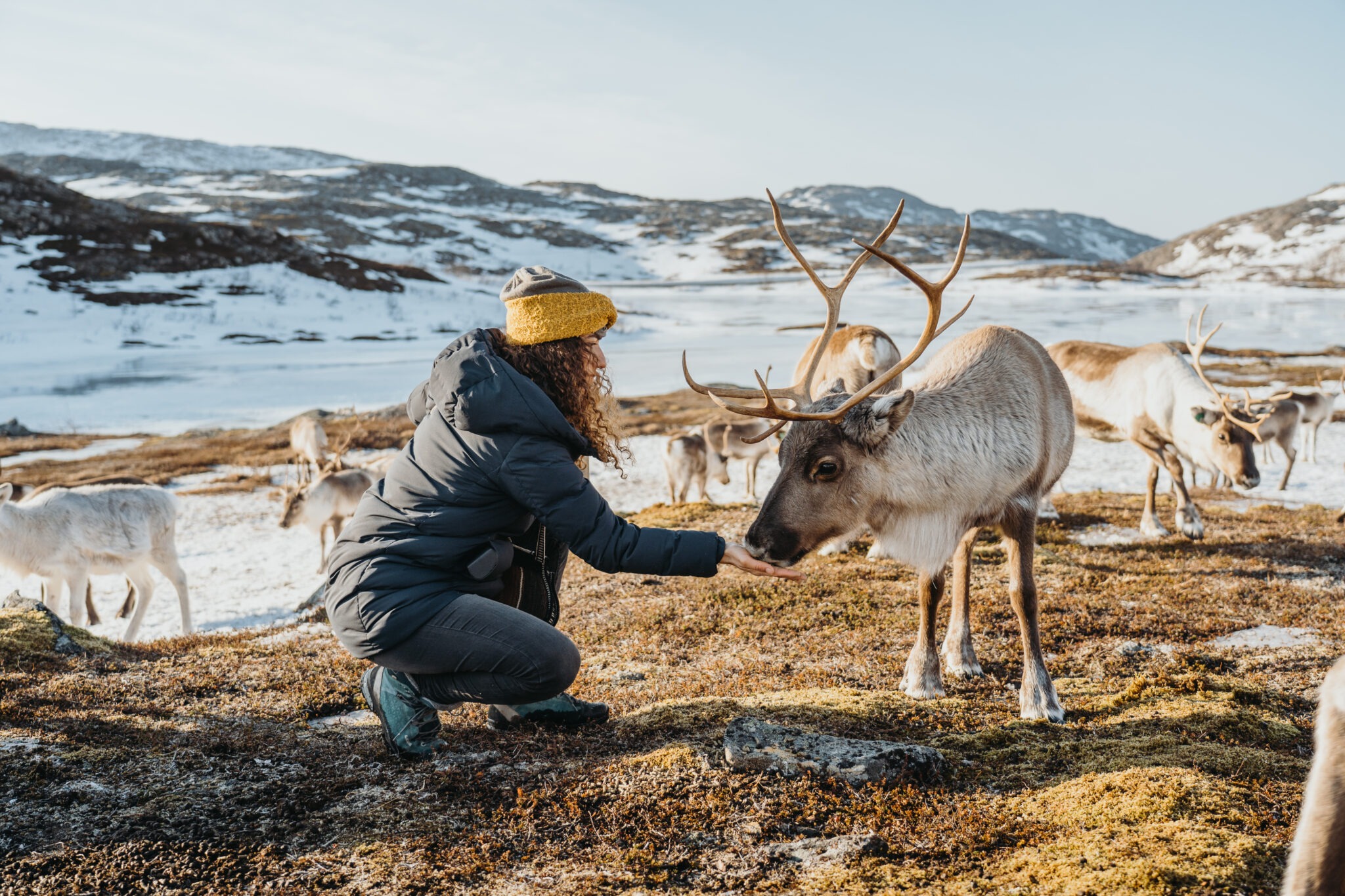 Tagesausflug von Tromsø nach Sommarøy mit Rentierfütterung und Mittagessen mit Wondering Reindeer.