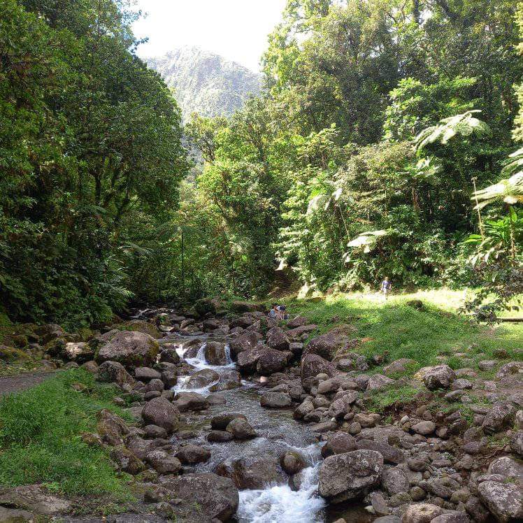 Visita guidata di un'intera giornata da Fort-de-France alla foresta tropicale con Exotic Tours Martinique.