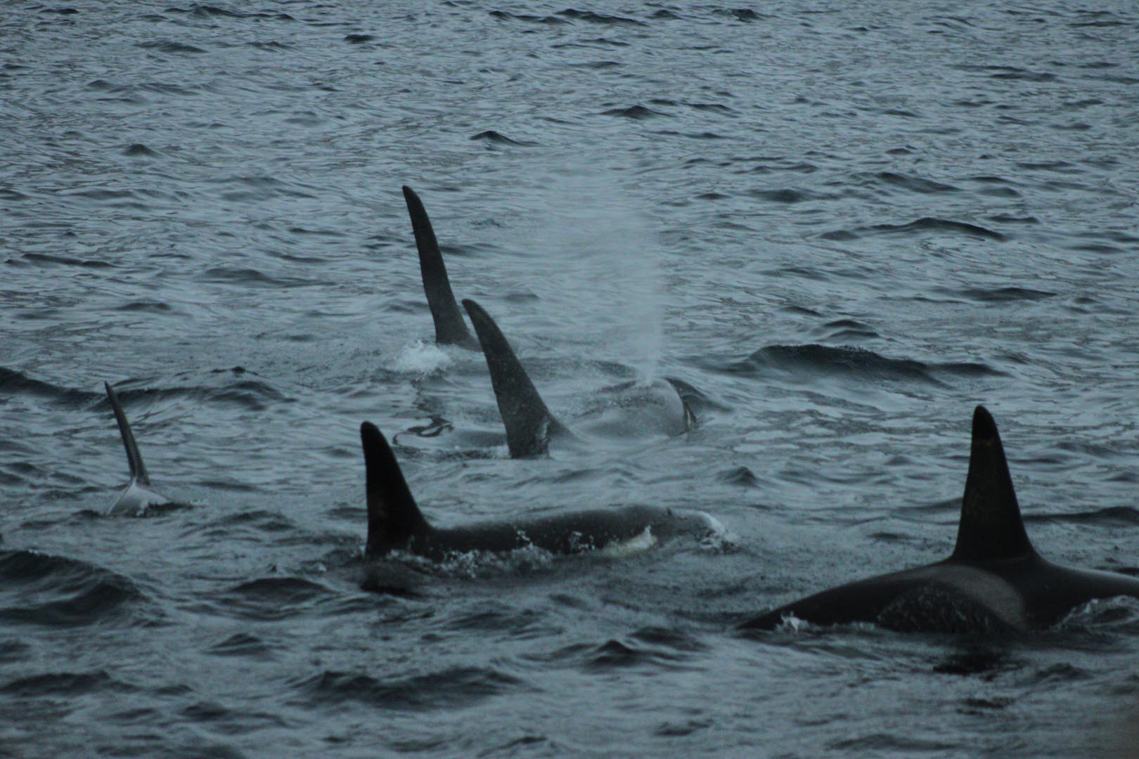 Boat Trip from Tromsø to Kvænangen with Whale Watching and Snacks from Polar Adventures.