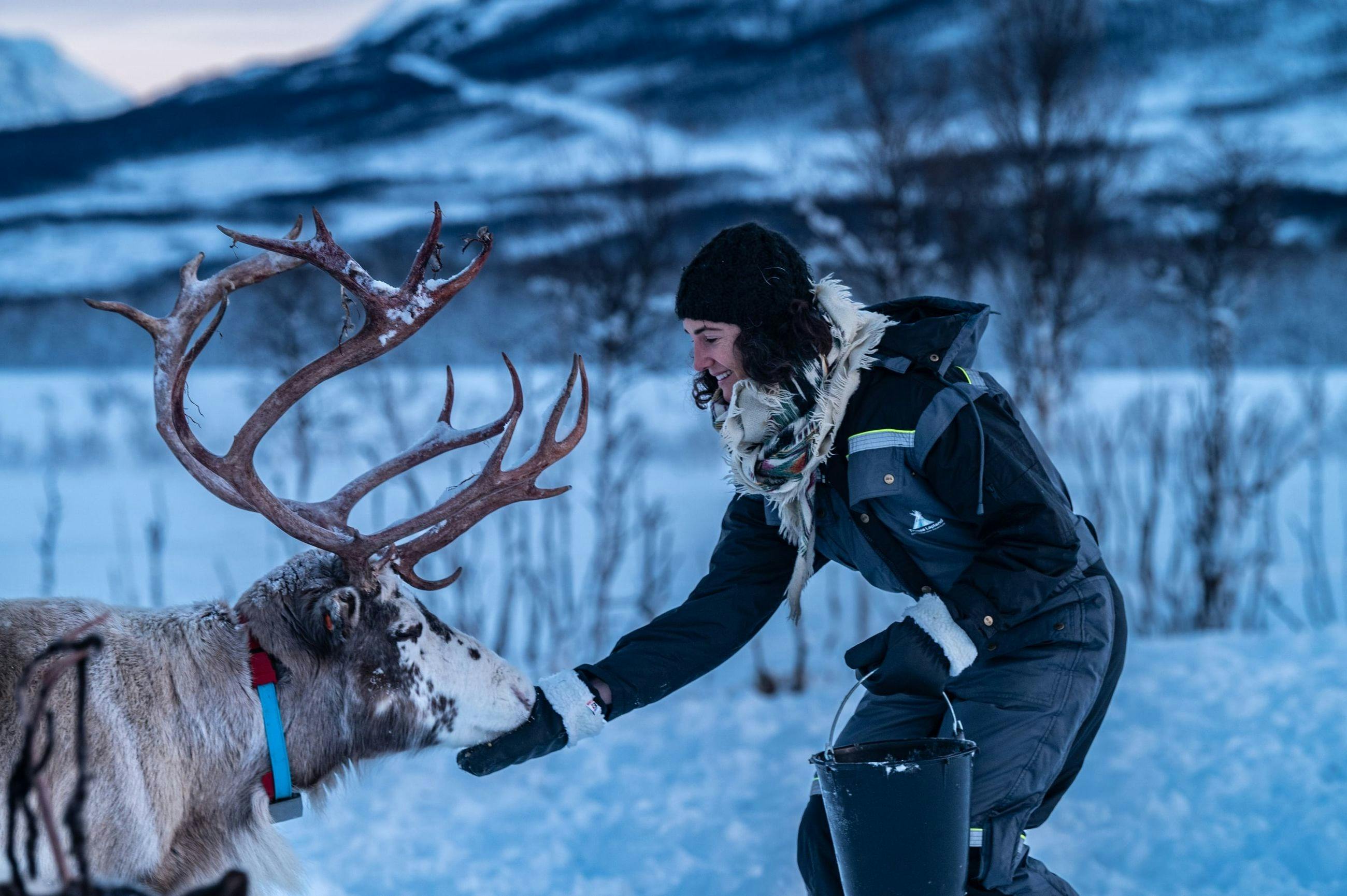 Rentierfütterung & Sami-Kultur-Tour ab Tromsø mit warmer Mahlzeit mit Tromsø Lapland.