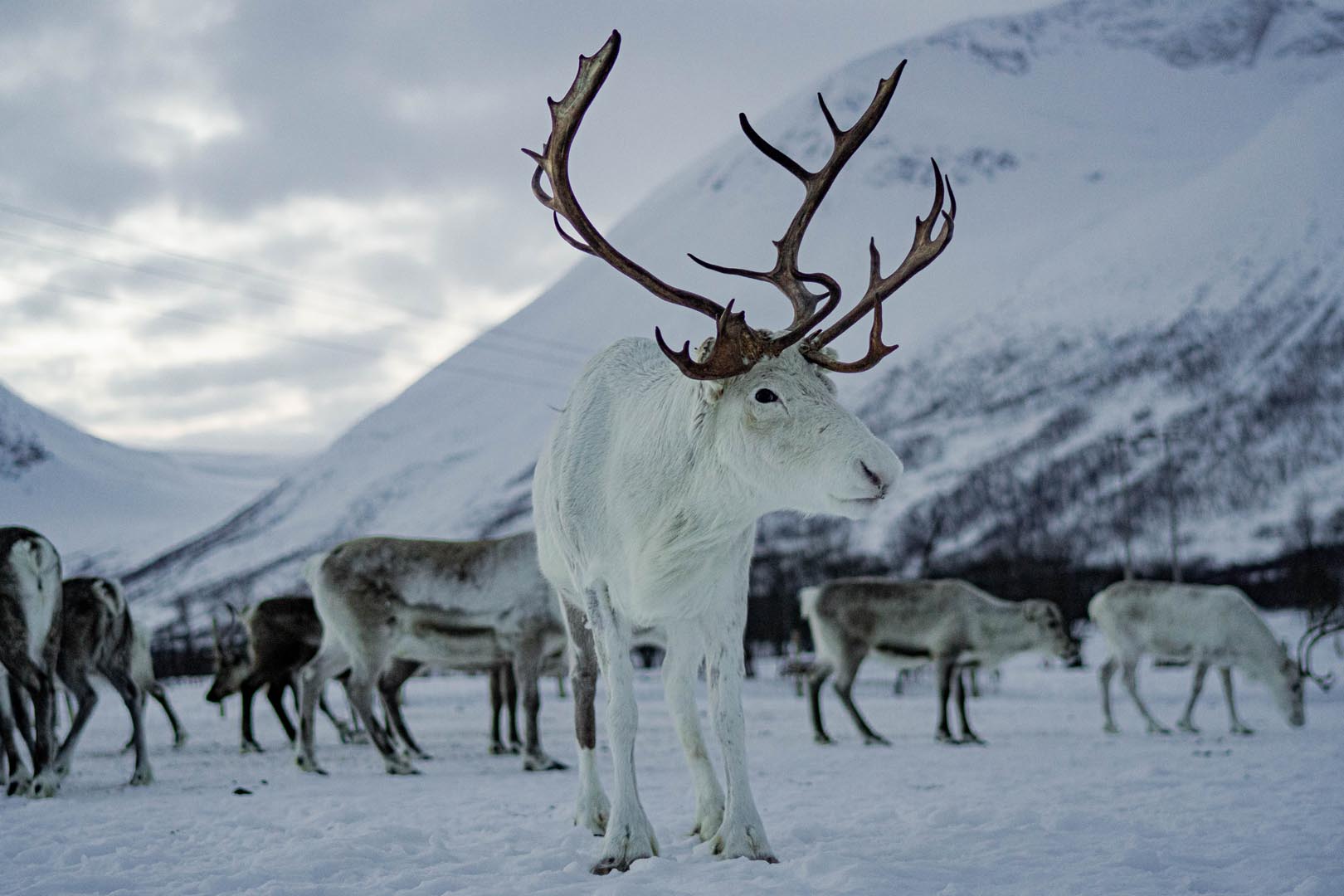 Reindeers Feeding & Sami Culture Bus Tour from Tromsø with Hot Meal from Tromsø Lapland.