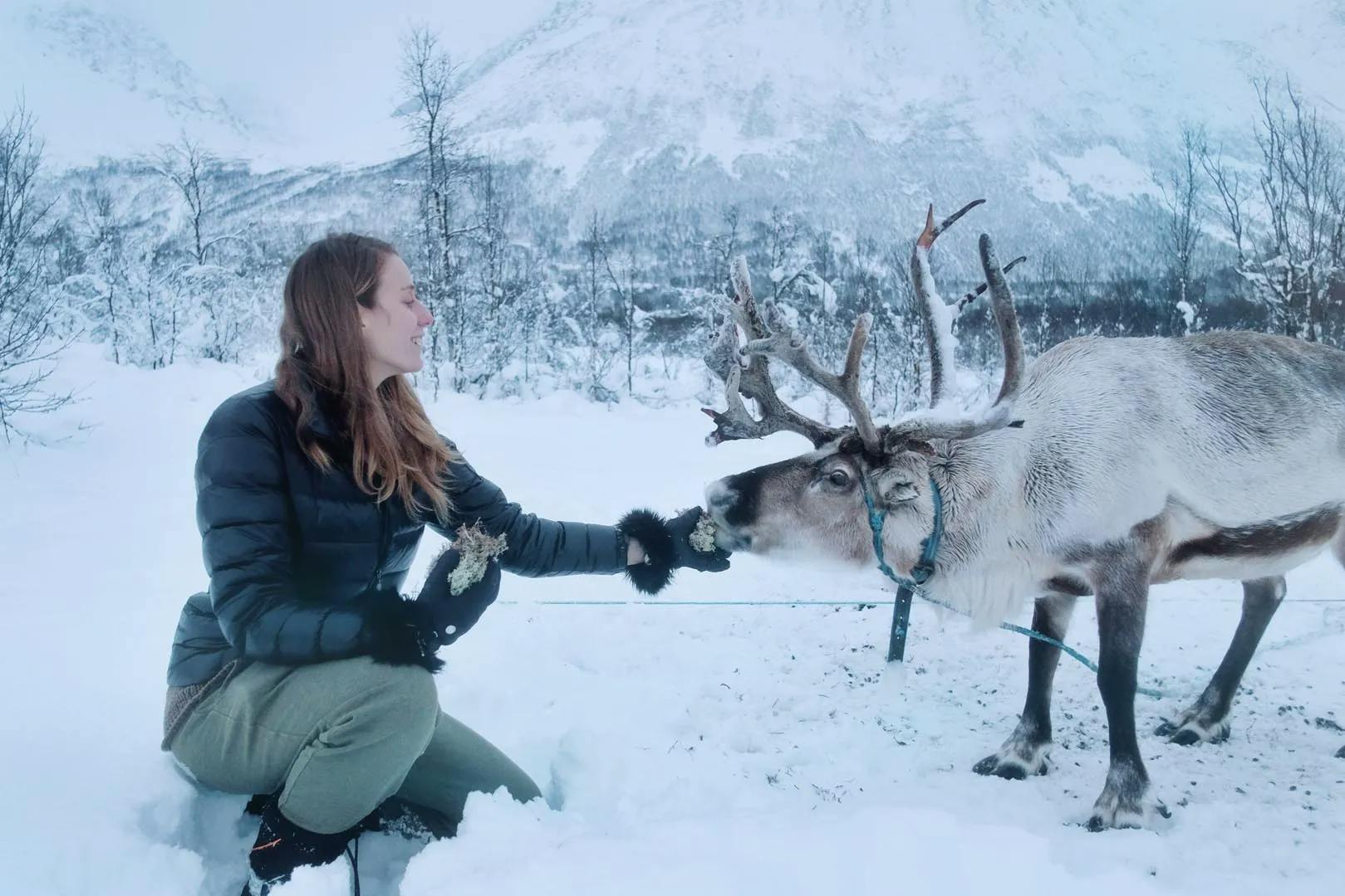 Reindeers Feeding & Sami Culture Bus Tour from Tromsø with Hot Meal from Tromsø Lapland.