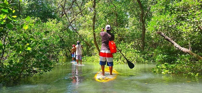 Private Stand Up Paddleboarding in the Mangrove of Anse à la Barque with Drinks from No Comply Surf School.