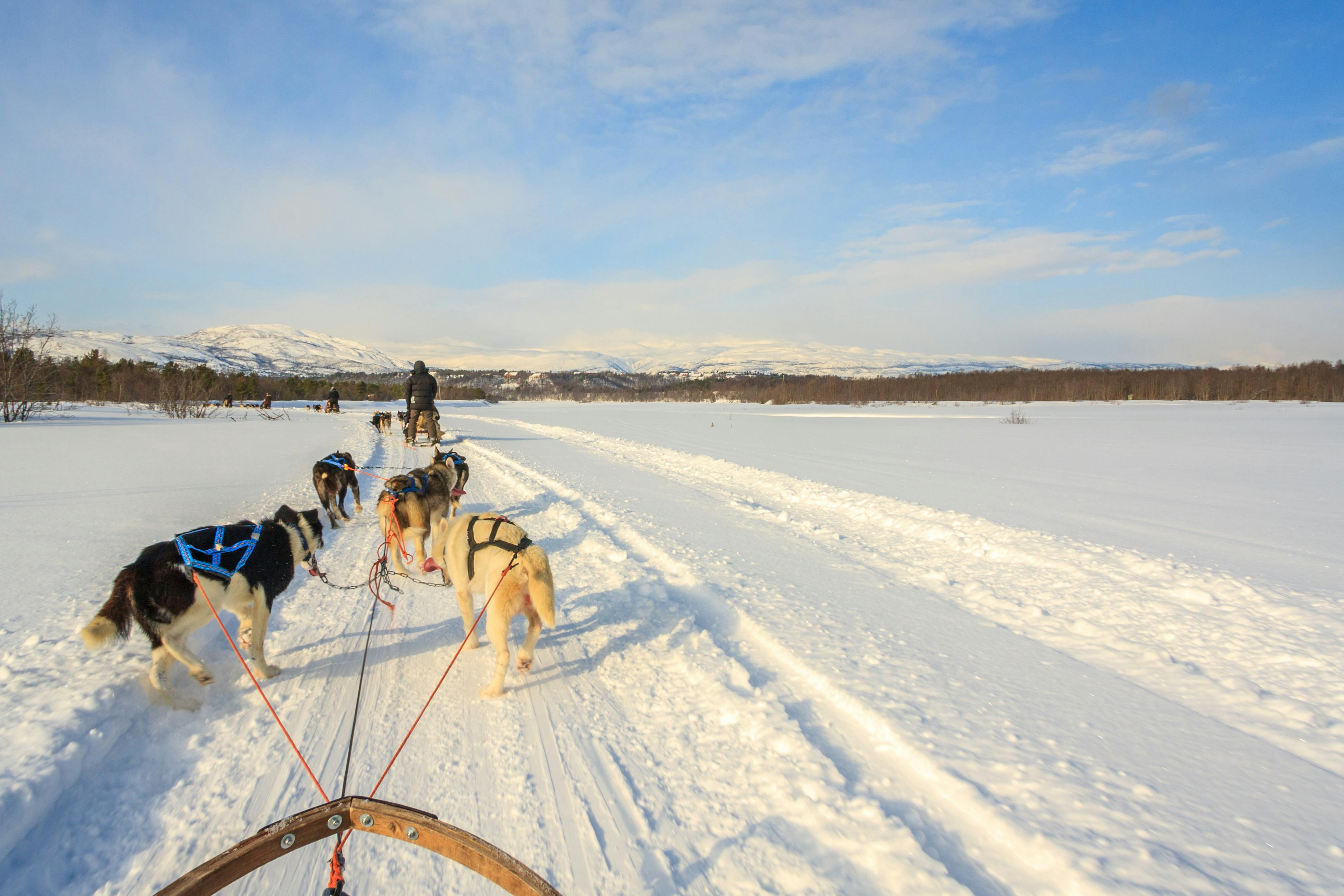 Private Hundeschlittenfahrt - "Daytrip" (30 km) mit Doghill Huskys Lapland.