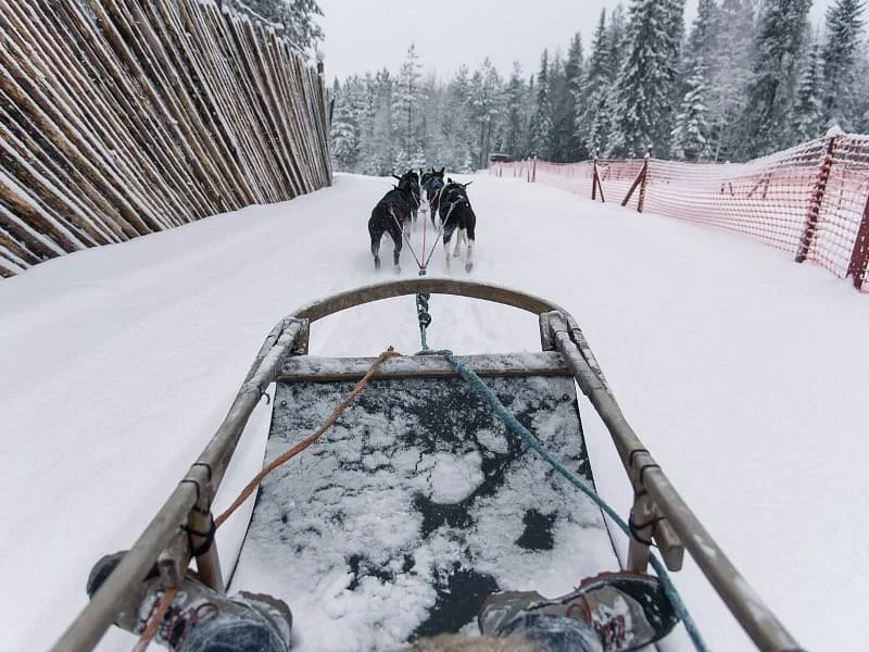 Tour in slitta trainata da cani (1,5 km) a Levi con visita alle renne con KEO Wilderness Lapland.
