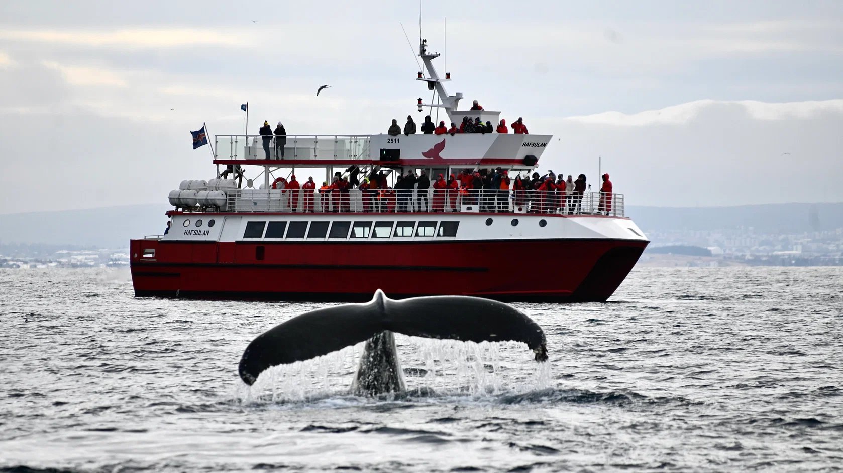 Paseo en barco con avistamiento de ballenas y auroras boreales en Reikiavik con Elding Adventure at Sea.
