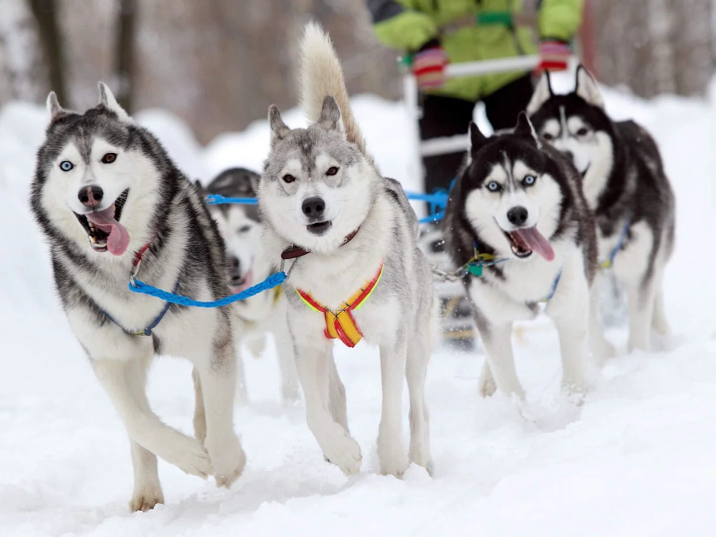 Dog Sledding Tour (5km) in Levi with Hot Drinks and Snacks.