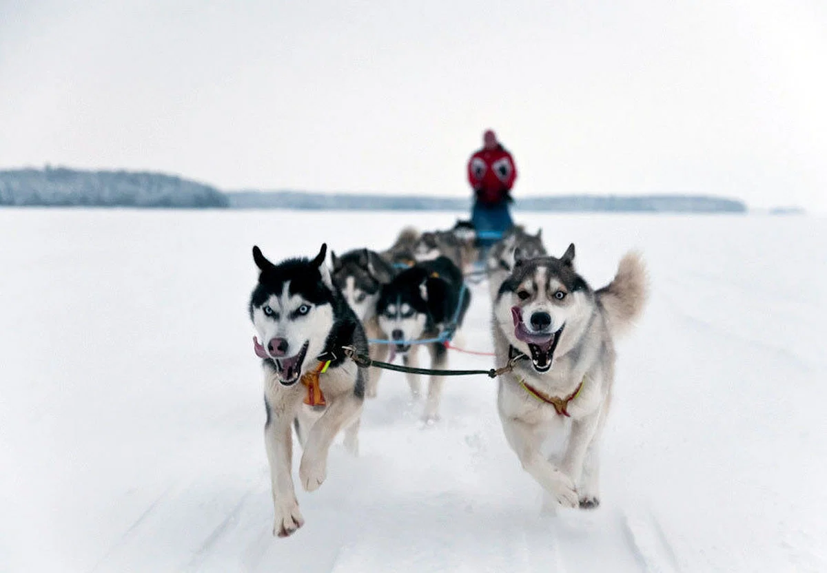 Paseo en trineo de perros (5 km) en Levi con bebidas calientes y aperitivos con KEO Wilderness Lapland.