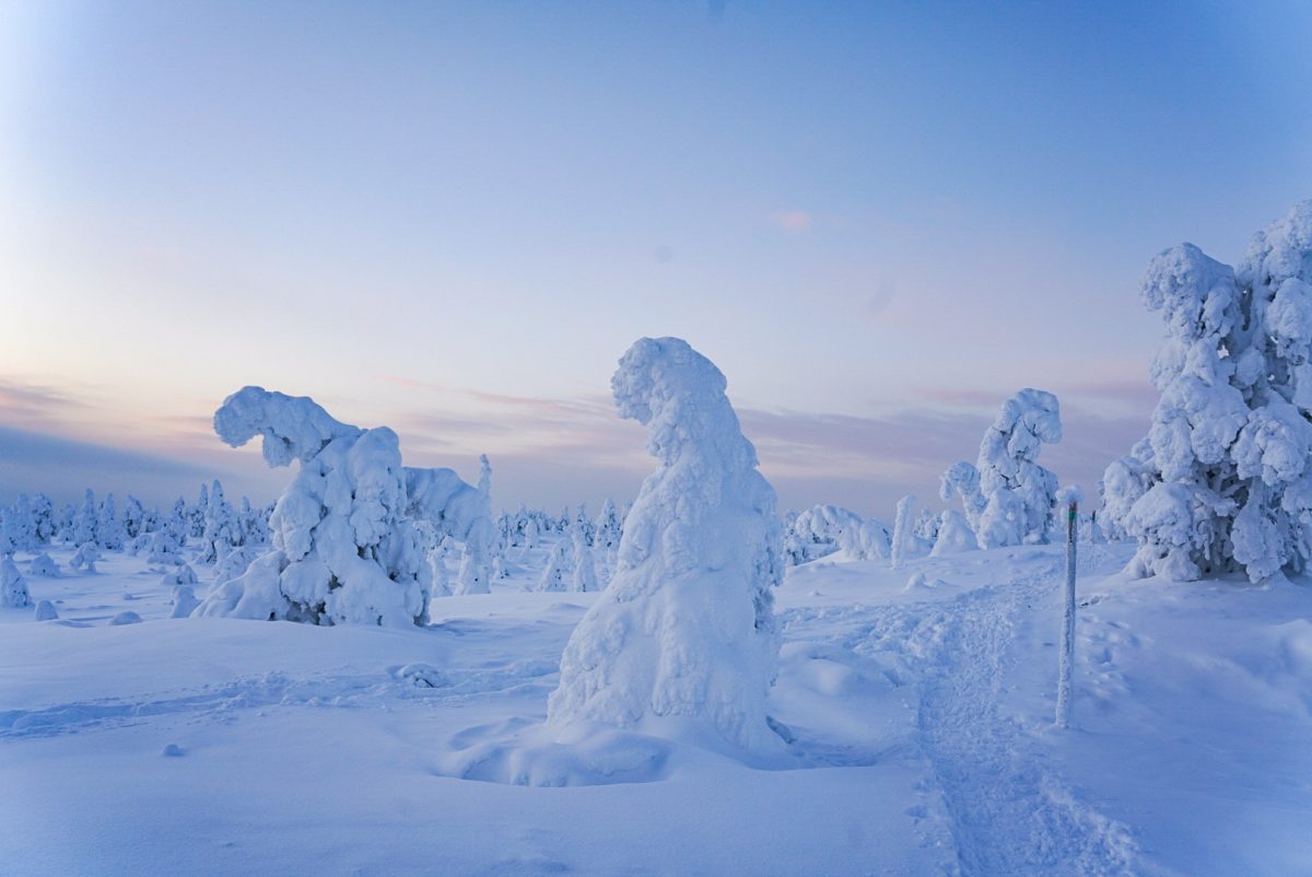 Tour delle foreste ghiacciate del Parco Nazionale di Riisitunturi da Rovaniemi con Wild About Lapland.